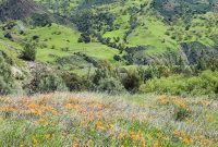 Vineyard Blooms & Springtime Bites