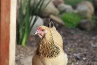 Backyard Bounty: Your Handbook for Chickens and Eggs