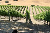Santa Barbara Sojourn: A Girls’ Wine Country Escape
