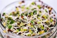 Cultivating Crunchy Broccoli Sprouts at Home