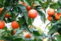 Crimson Citrus Nectar