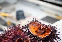 Unveiling Uni Its Unique Taste and Flavor