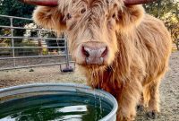 The Hairy Coos of Scotland