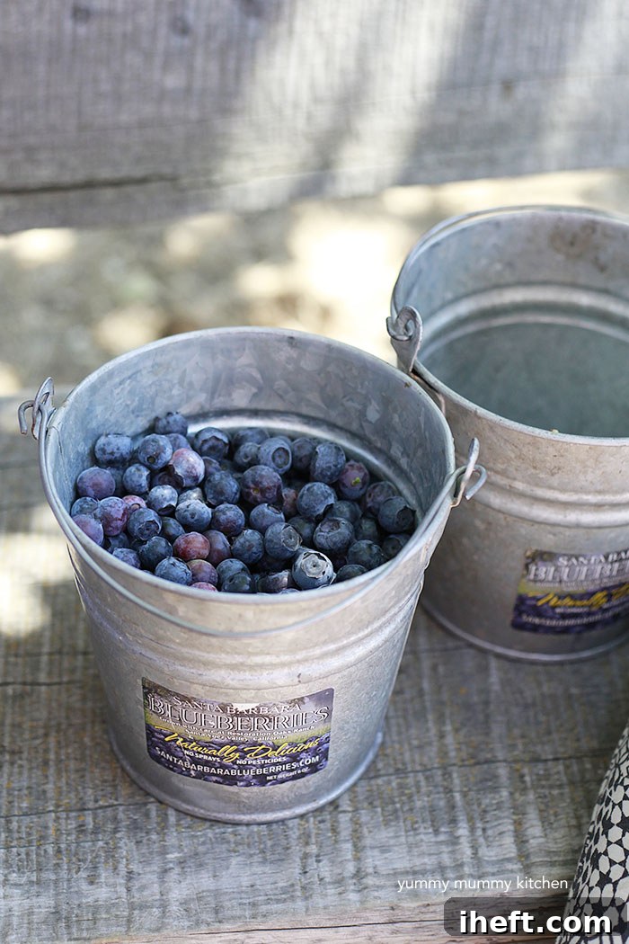 Freshly Picked Blueberries for Baking