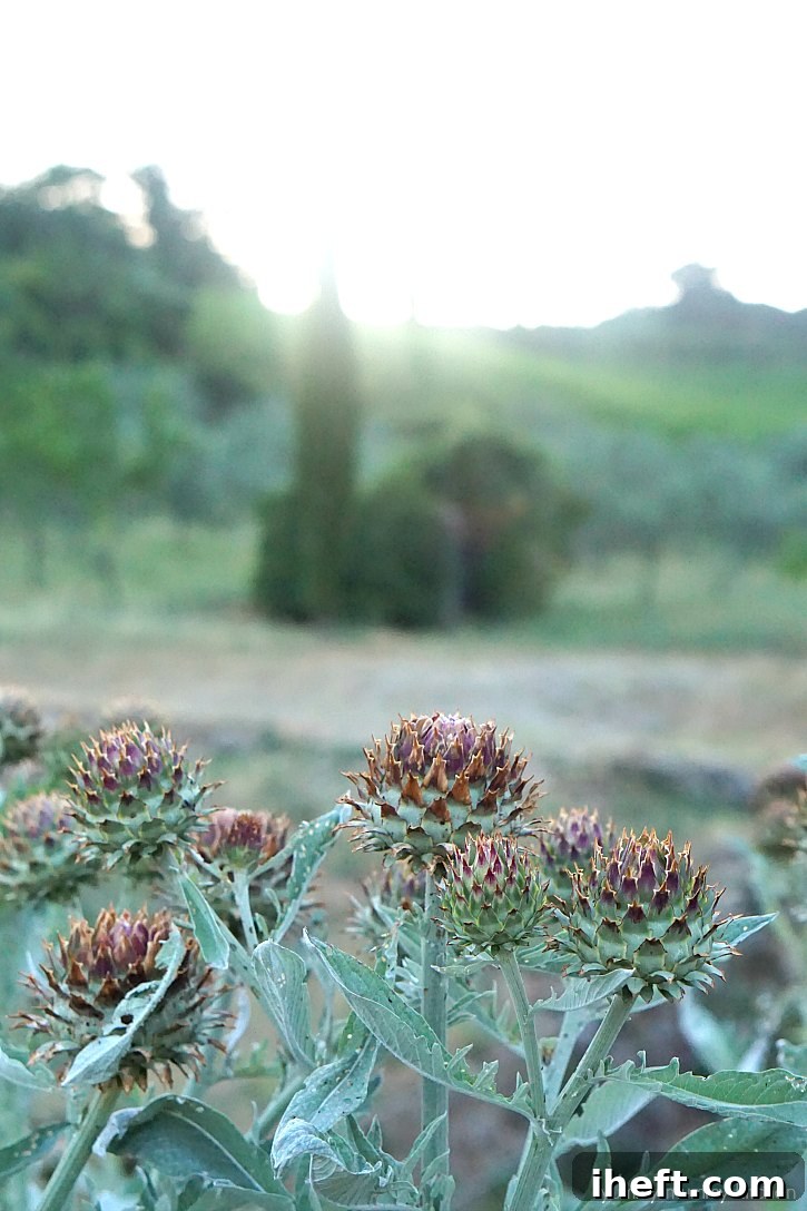 A big artichoke plant growing in Tuscany Italy. 