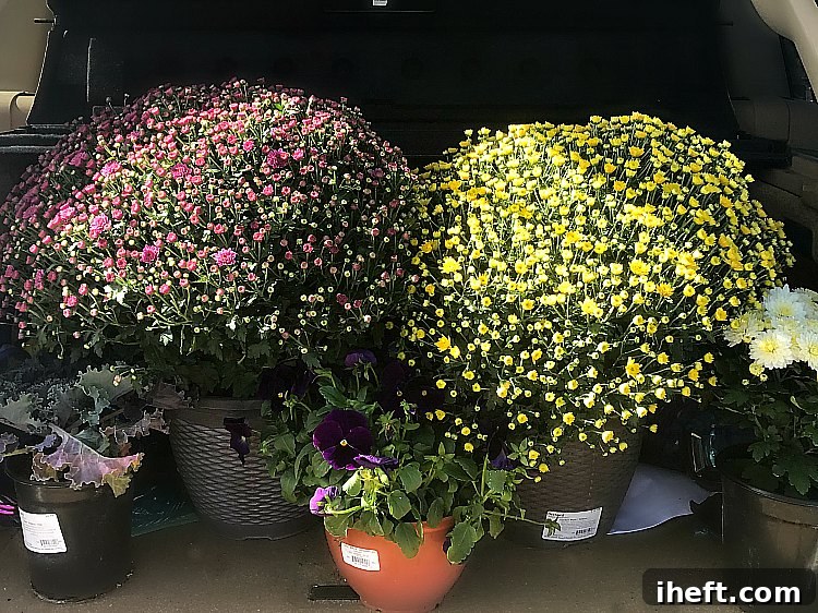 Mums are the perfect choice for a beautiful and easy fall front porch decoration.