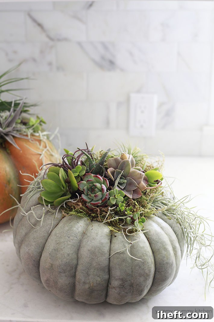 Pumpkins topped with succulents make a beautiful, easy, and low-maintenance fall centerpiece or porch decoration.