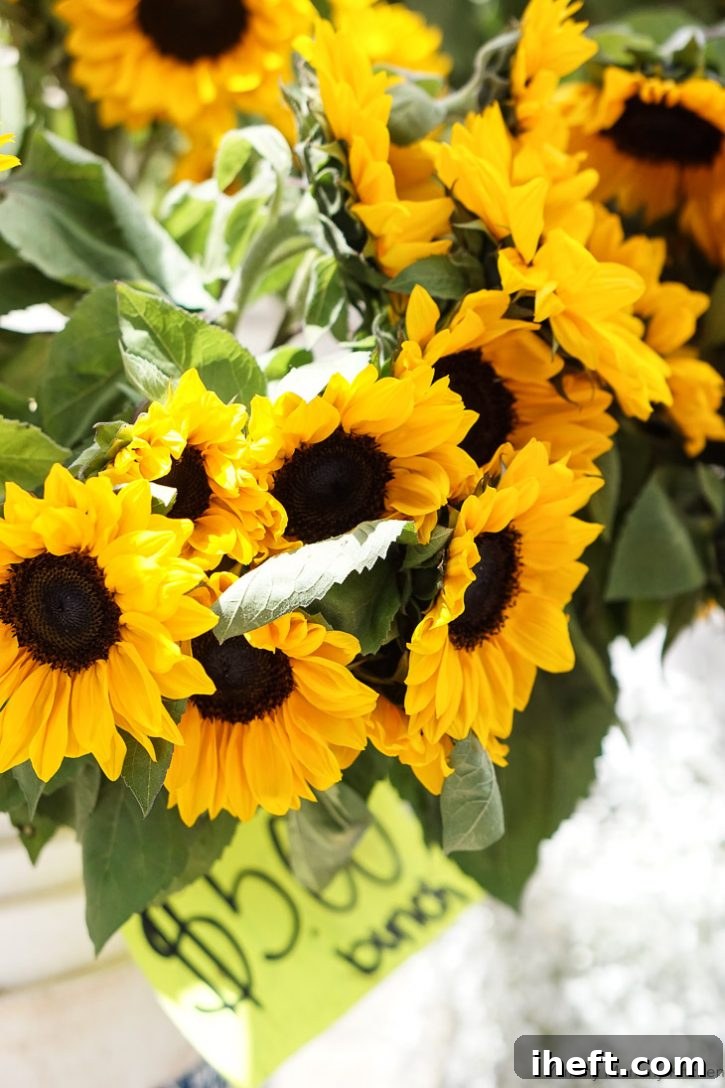 A beautiful photo of Santa Barbara farmers market sunflowers. 