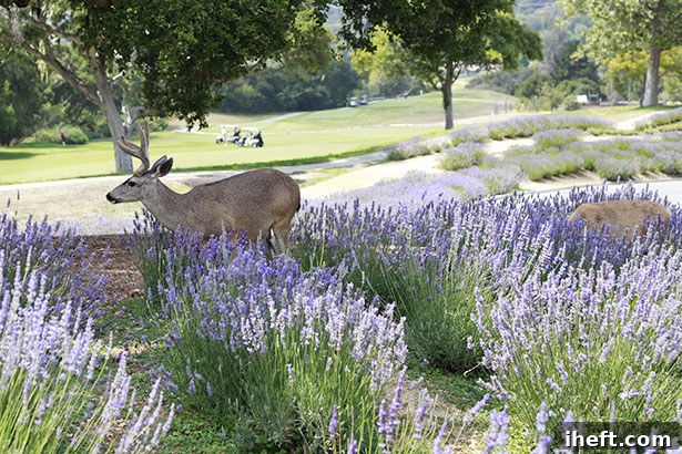 A deer grazing peacefully on the grounds of Carmel Valley Ranch