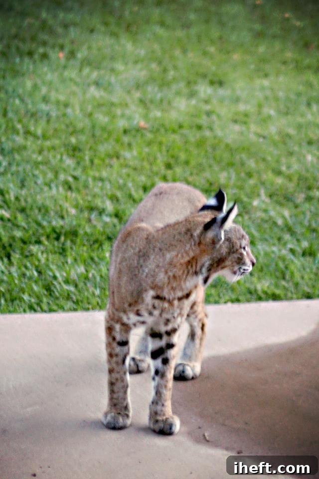 A stealthy bobcat captured in a residential Santa Barbara, CA backyard, a common and dangerous predator for backyard chickens.