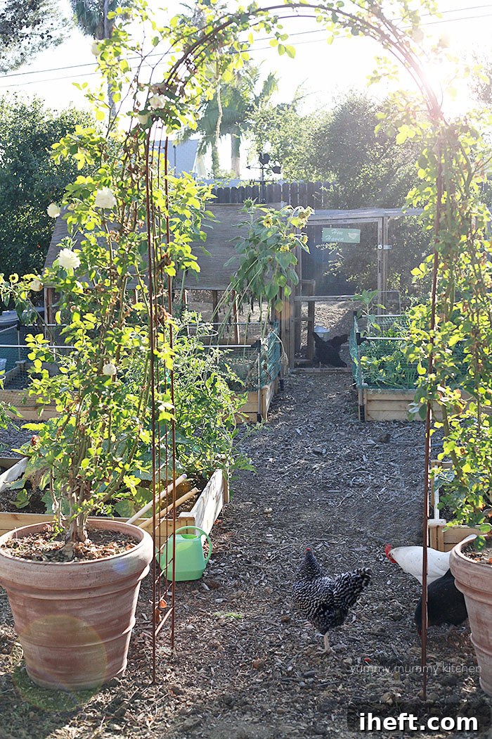 A vibrant backyard vegetable garden with a sturdy, well-designed chicken coop visible in the background, showing integration of urban farming elements.