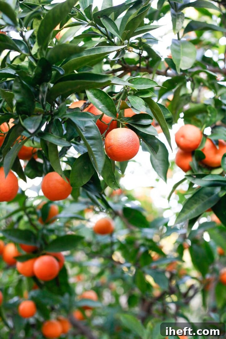 A close-up photo of a blood orange tree with many dark orange fruits and green leaves. 