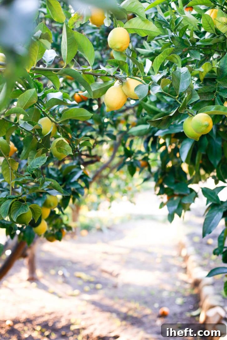 A beautiful photo of California lemon and orange trees. 