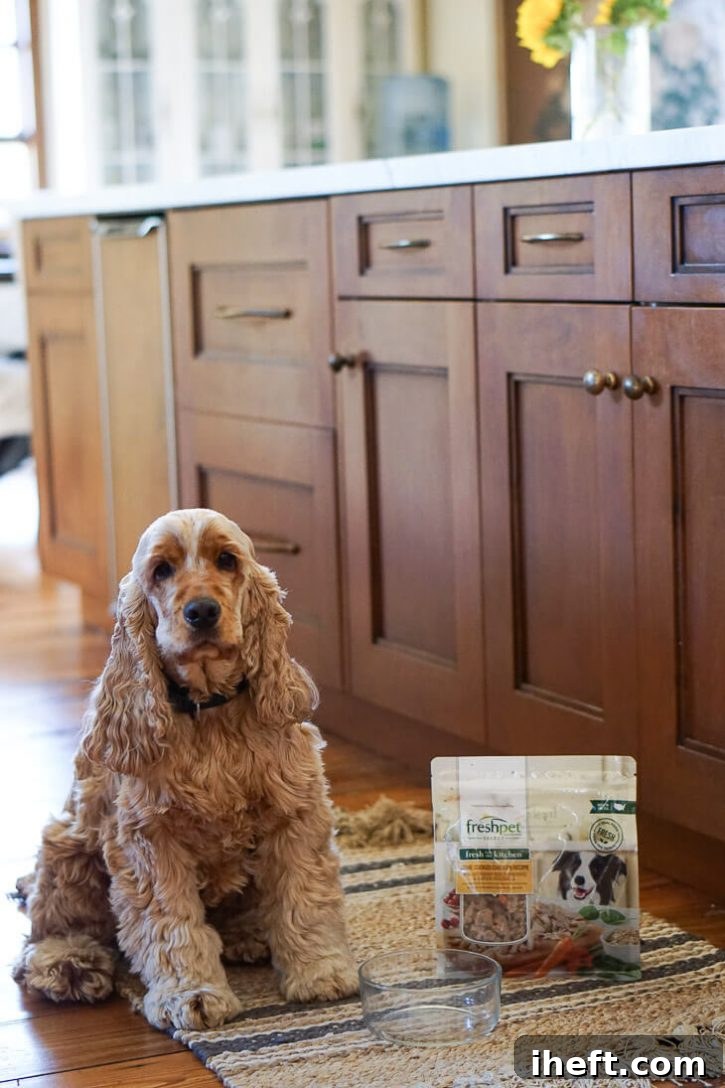 An English Cocker Spaniel sits in a kitchen next to a bag of Freshpet natural dog food. 