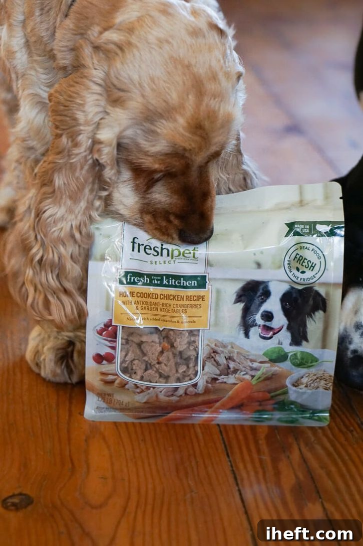 A golden English Cocker Spaniel sniffs a bag of Freshpet dog food. 