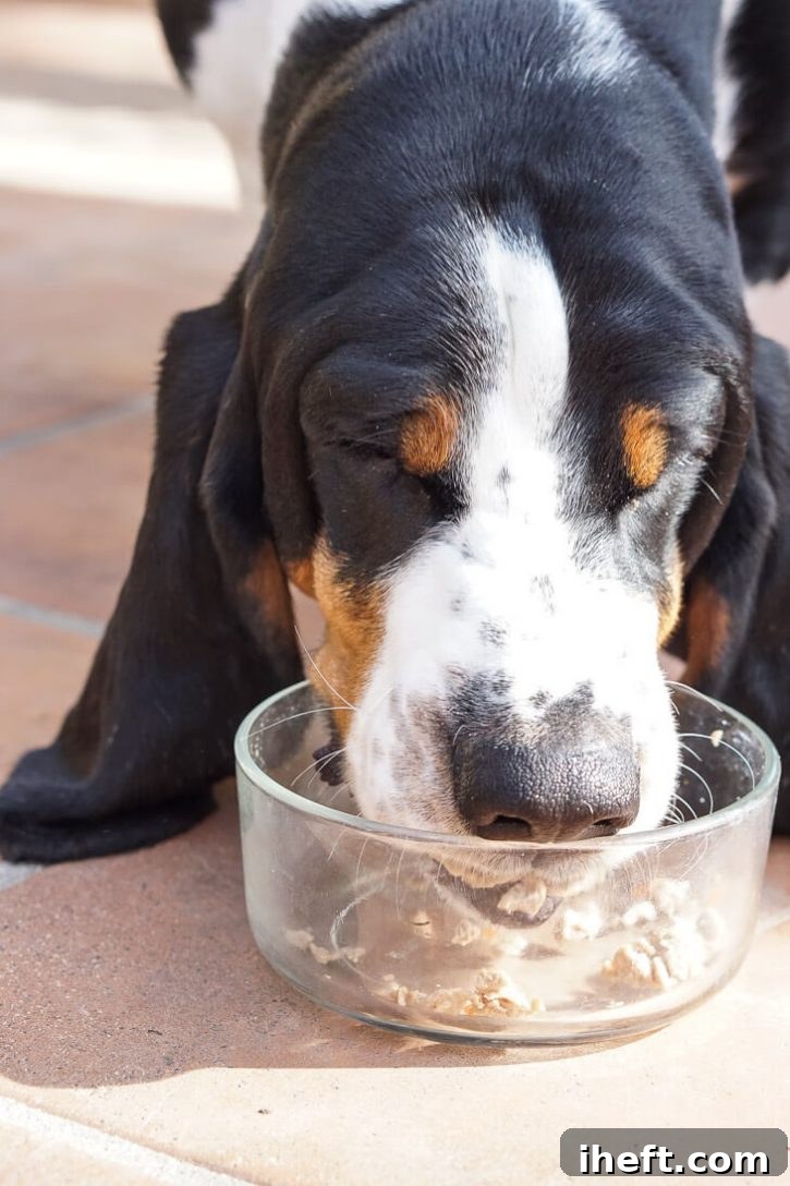 A close-up of a black Basset hound eating from a glass bowl. 