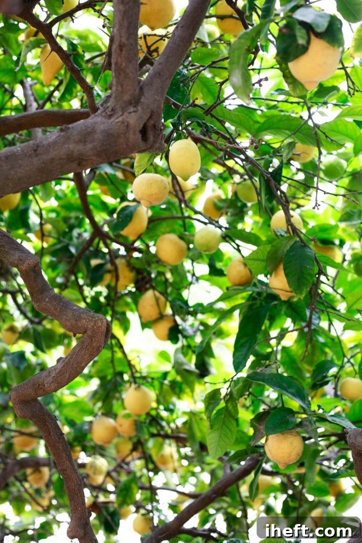Looking up into a lemon tree. 