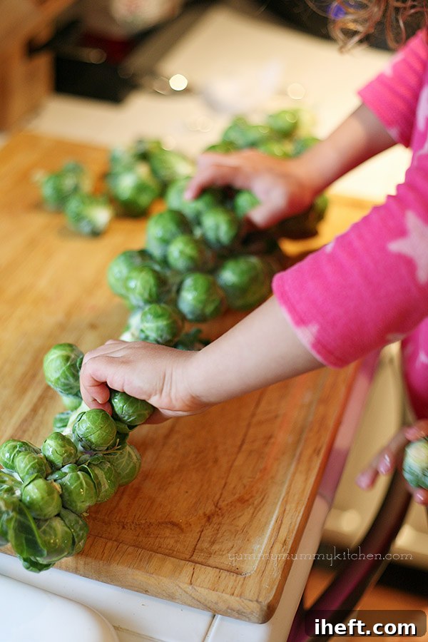 Fresh Brussels sprouts on the stalk, ready for preparation