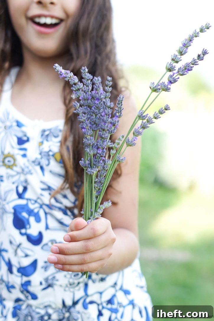 A little girl picks fresh lavender.
