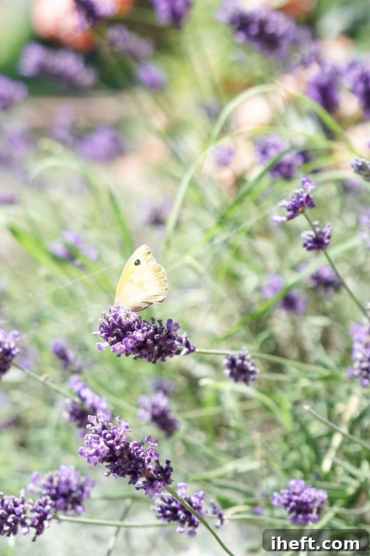 A butterfly sits on a lavender flower.