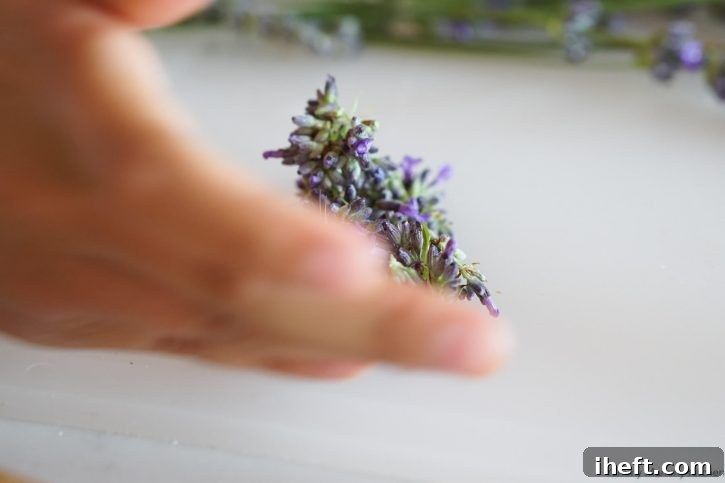 A hand removes fresh lavender flowers from the stems and sets on a countertop.