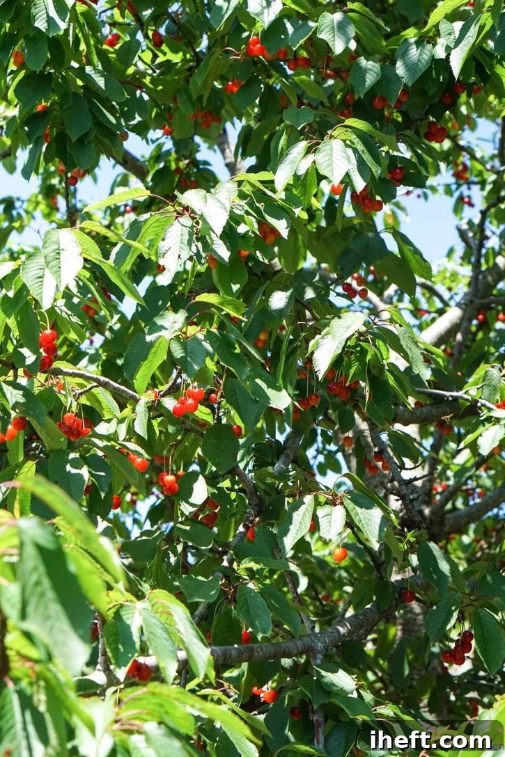 Looking up into a cherry tree with green leaves and red cherries. 