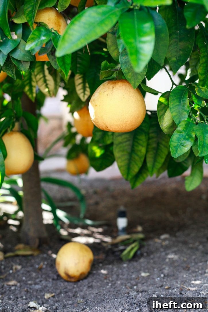 A grapefruit tree. 