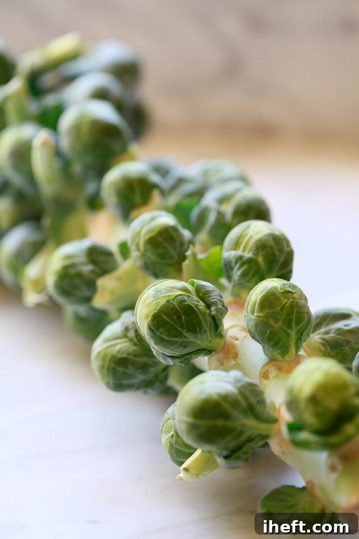 A fresh stalk of Brussels sprouts, showcasing their natural growth pattern before individual sprouts are harvested.