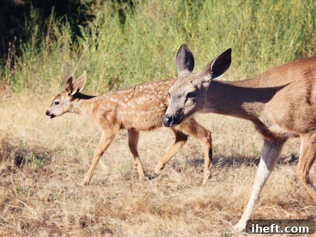 A mother deer and her fawn grazing peacefully on the lush property of Carmel Valley Ranch, showcasing the abundant wildlife.