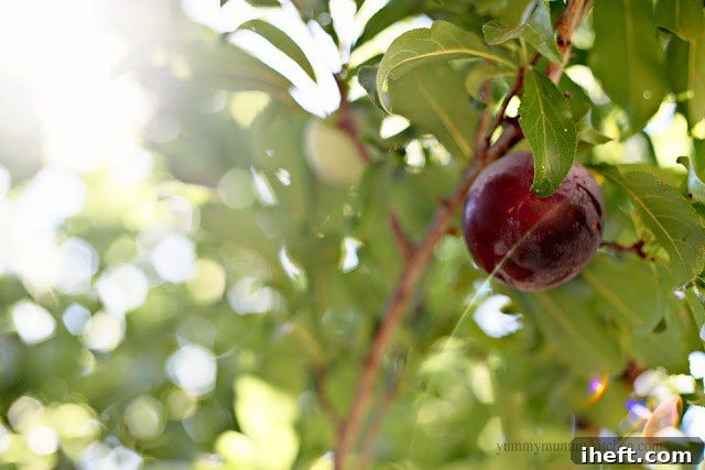 Close-up of fresh plums and berries, ready for baking
