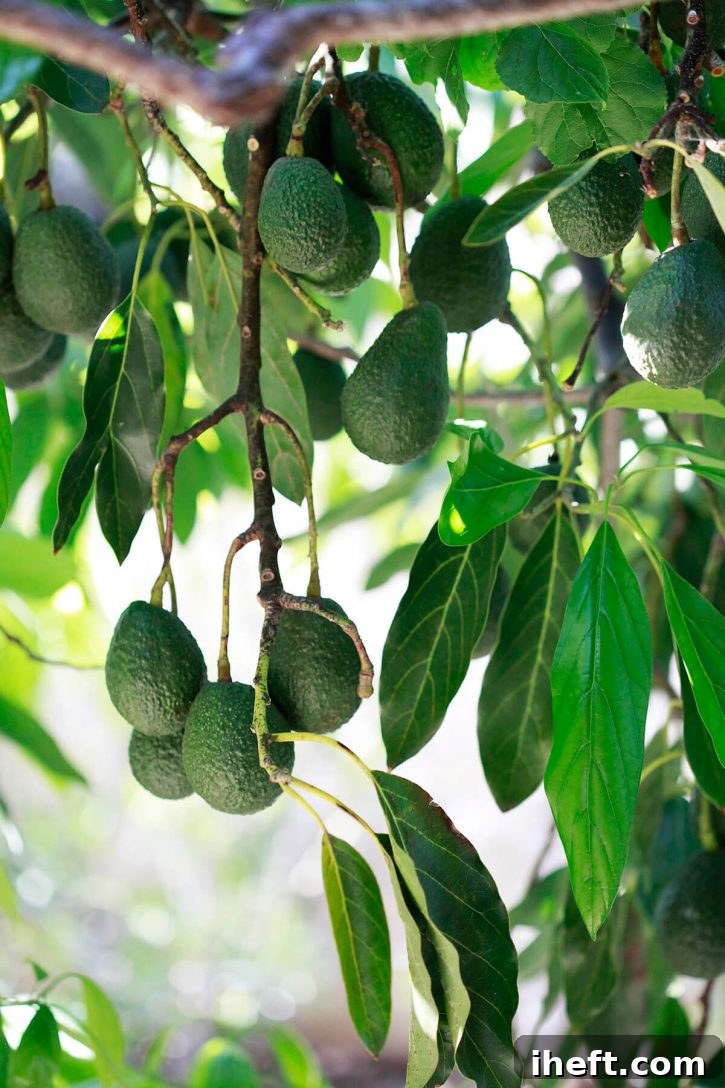 Mature Haas avocados hanging abundantly on a tree branch, ready for harvesting in a sun-drenched orchard.