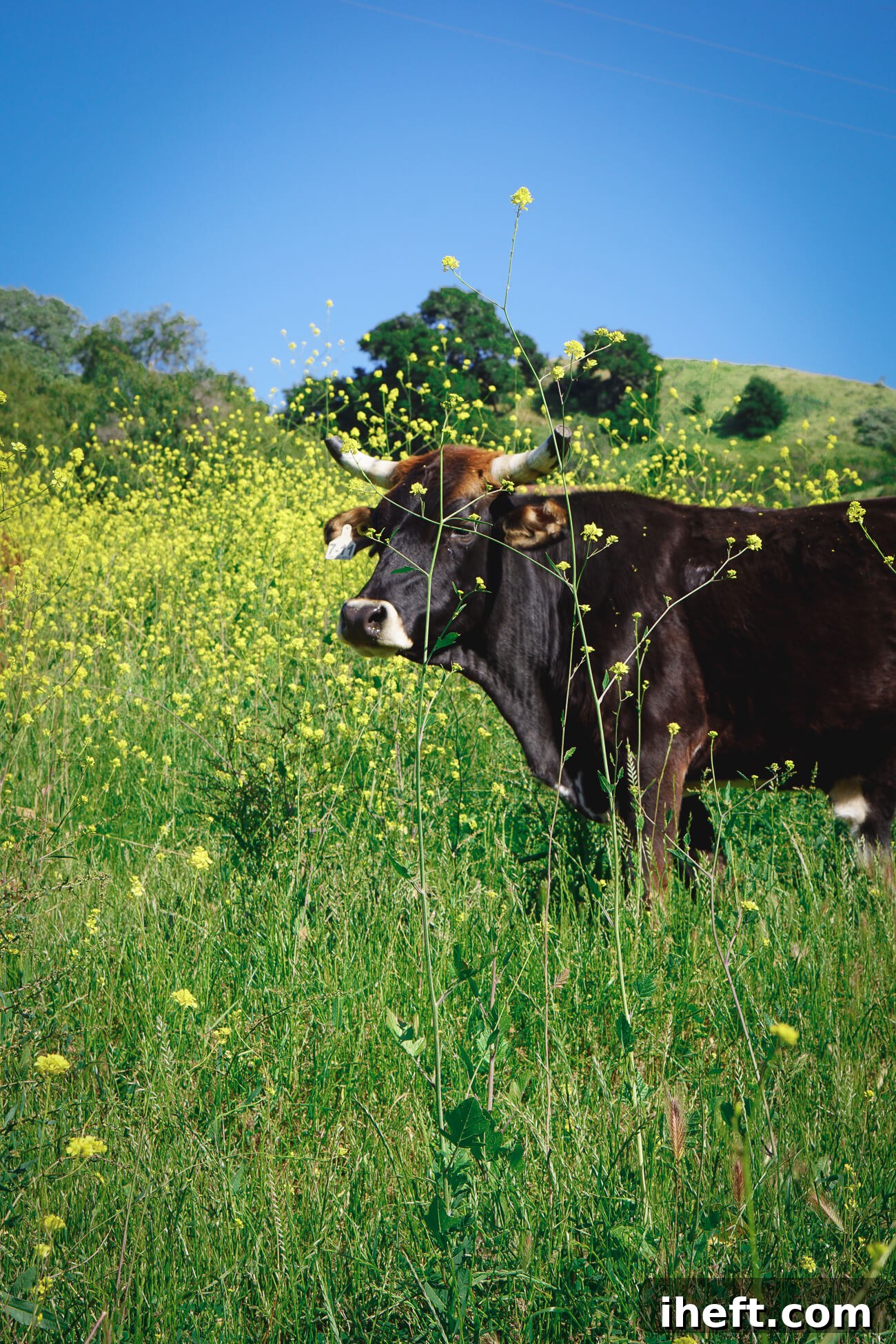 A dark brown cow stands in a field of mustard flowers on Alisal Ranch in Solvang, CA. 