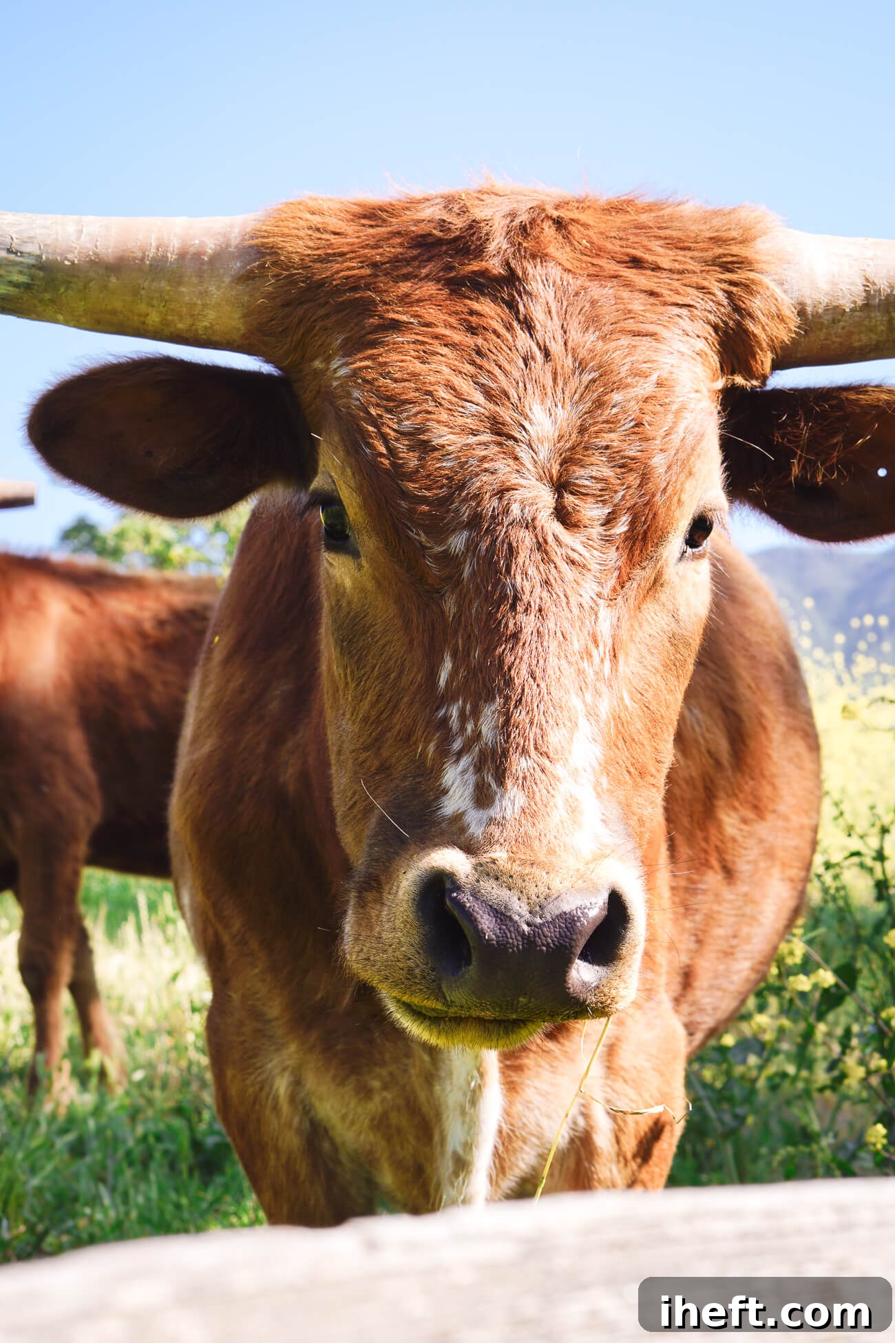 A portrait of a cute brown cow with yellow mouth from eating mustard flower in Santa Ynez, CA. 