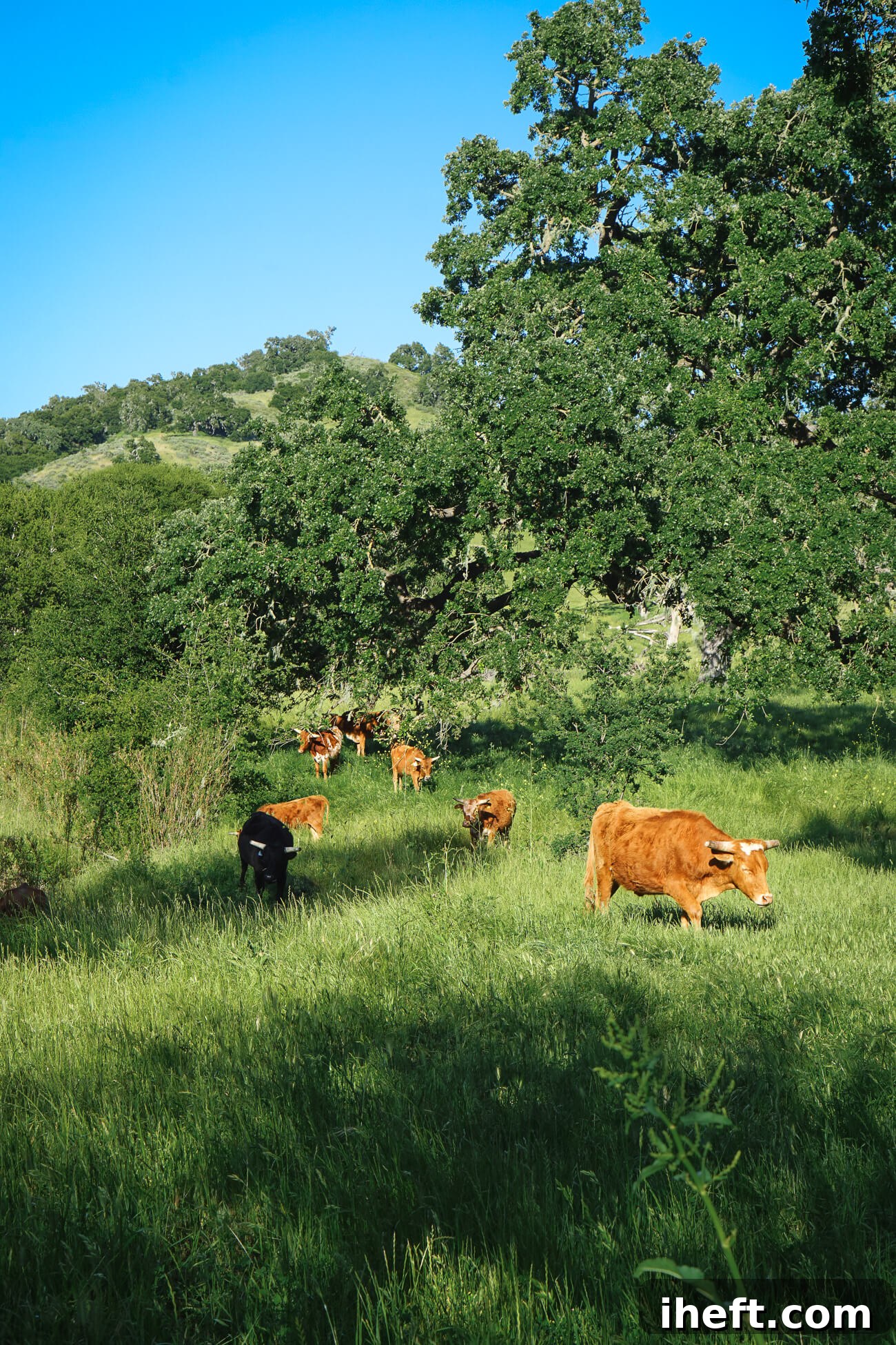 A heard of brown and black cattle meander through thick grass and oak trees on the Alisal Ranch property in Solvang, CA. 