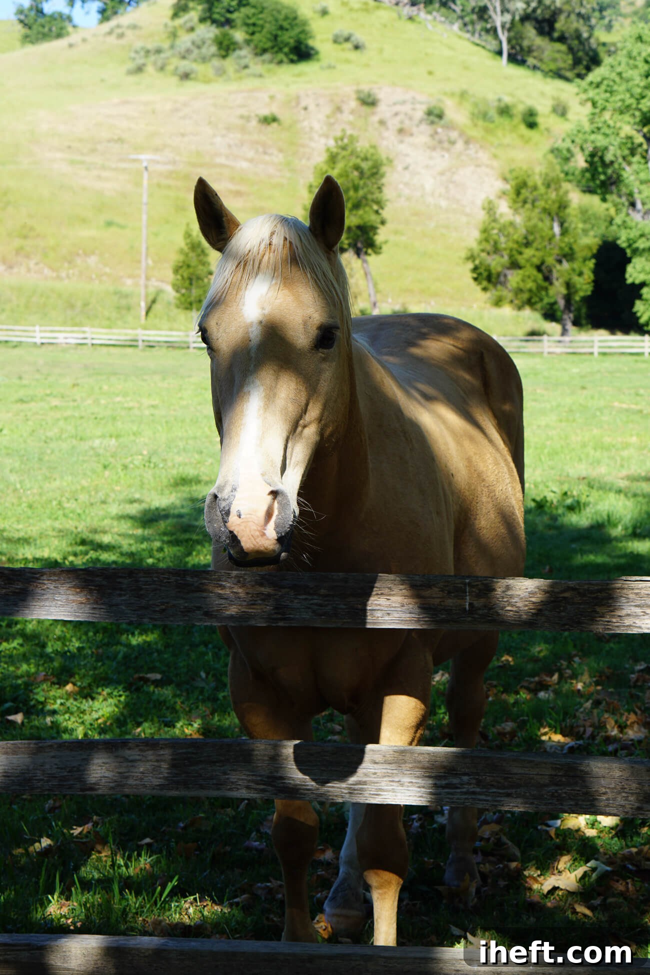 A palomino horse stands at a fence in a pasture at the Alisal Guest Ranch in Solvang, CA. 