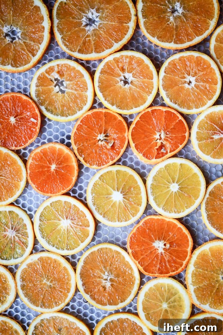 Sliced oranges on a wire rack are about to go into the oven to dehydrate.