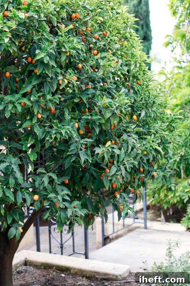 A large, healthy kumquat tree planted directly in the ground in a backyard setting, laden with bright orange fruit, showcasing its natural growth and abundance.