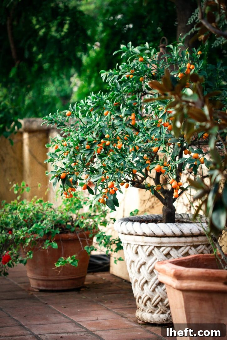 A beautiful dwarf kumquat tree thriving in an elegant Italian terracotta pot on a sunny patio, illustrating how these trees can be cultivated in containers in smaller spaces.