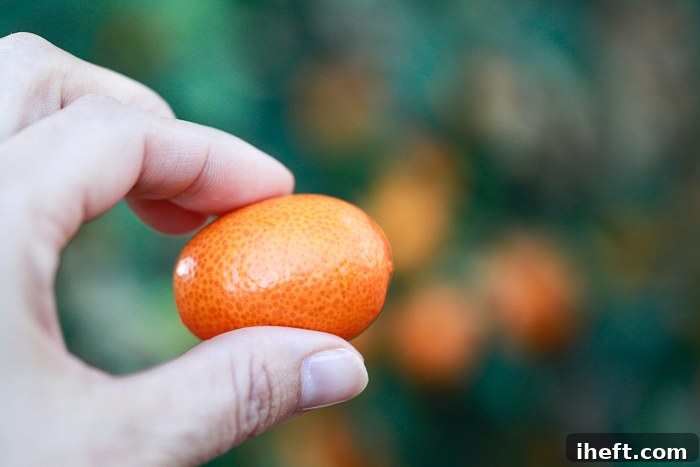 A person washes fresh kumquats under running water, emphasizing the importance of cleaning since the skin is eaten.