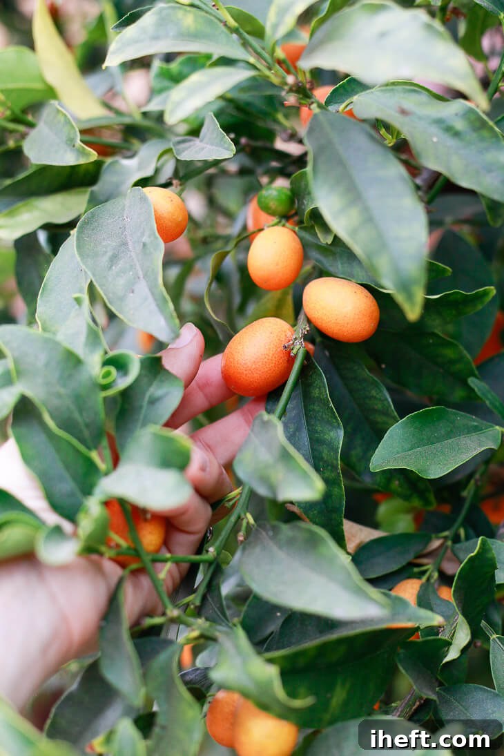 A visual summary of how to eat a kumquat, depicting the fruit and its unique consumption method, often used for social media sharing like Pinterest.