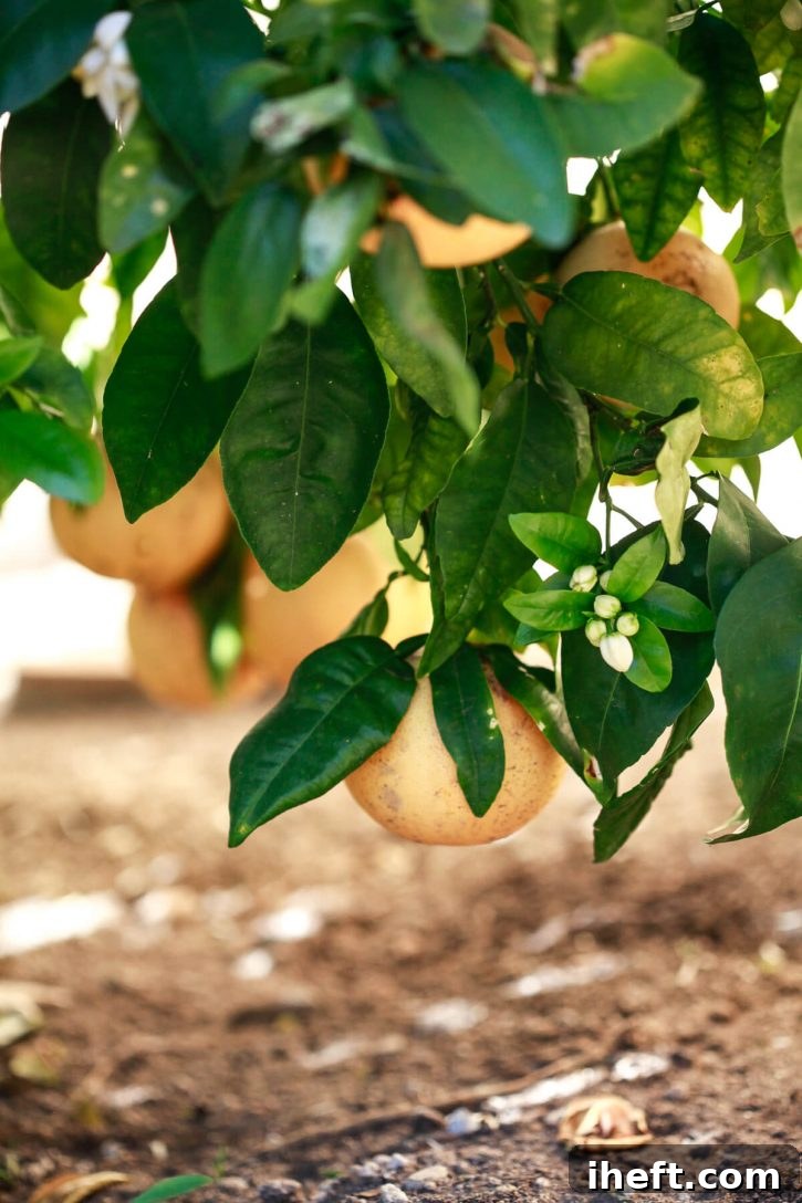 Photograph of a grapefruit tree with pink grapefruits and flowers, showcasing the fresh, natural source of the homemade grapefruit soda.
