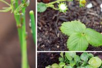Cultivating Your Plate: Seasonal Planting for a Delicious Garden