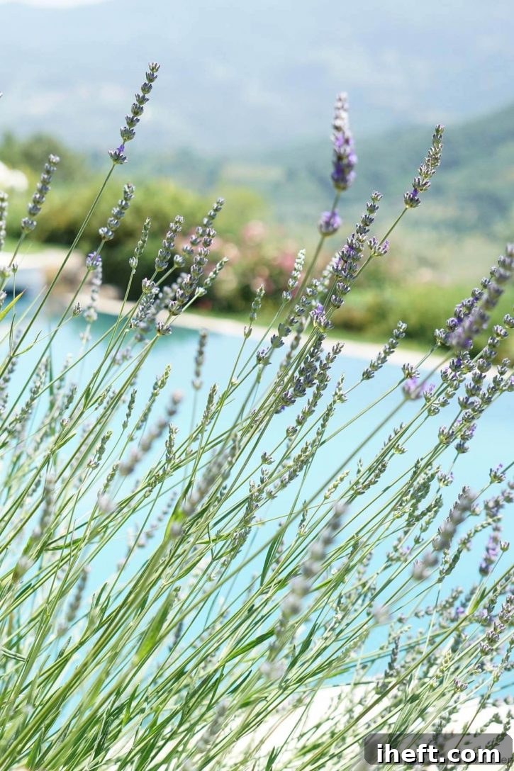 A captivating close-up photo of vibrant lavender blossoms growing in neat rows, their purple hues creating a stunning natural carpet.