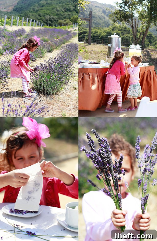 A heartwarming collage of four photos showing children enthusiastically picking lavender in a sun-drenched field and later engaging in the joyful process of making lavender tea.