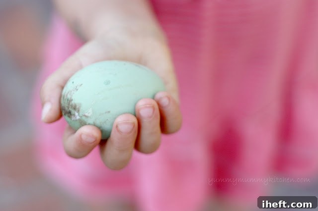 A small child's hand gently cradling a beautiful pale blue-green Ameraucana chicken egg.