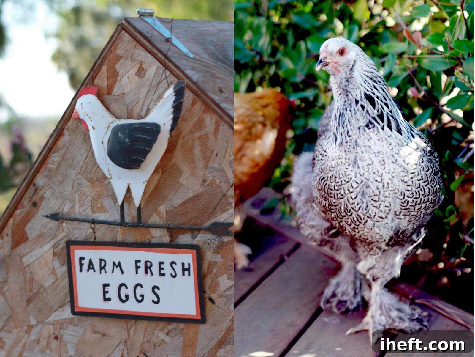 A beautiful Silver Laced Wyandotte chicken with distinctive black and white feathers stands gracefully next to a rustic wooden chicken coop in a lush backyard setting.