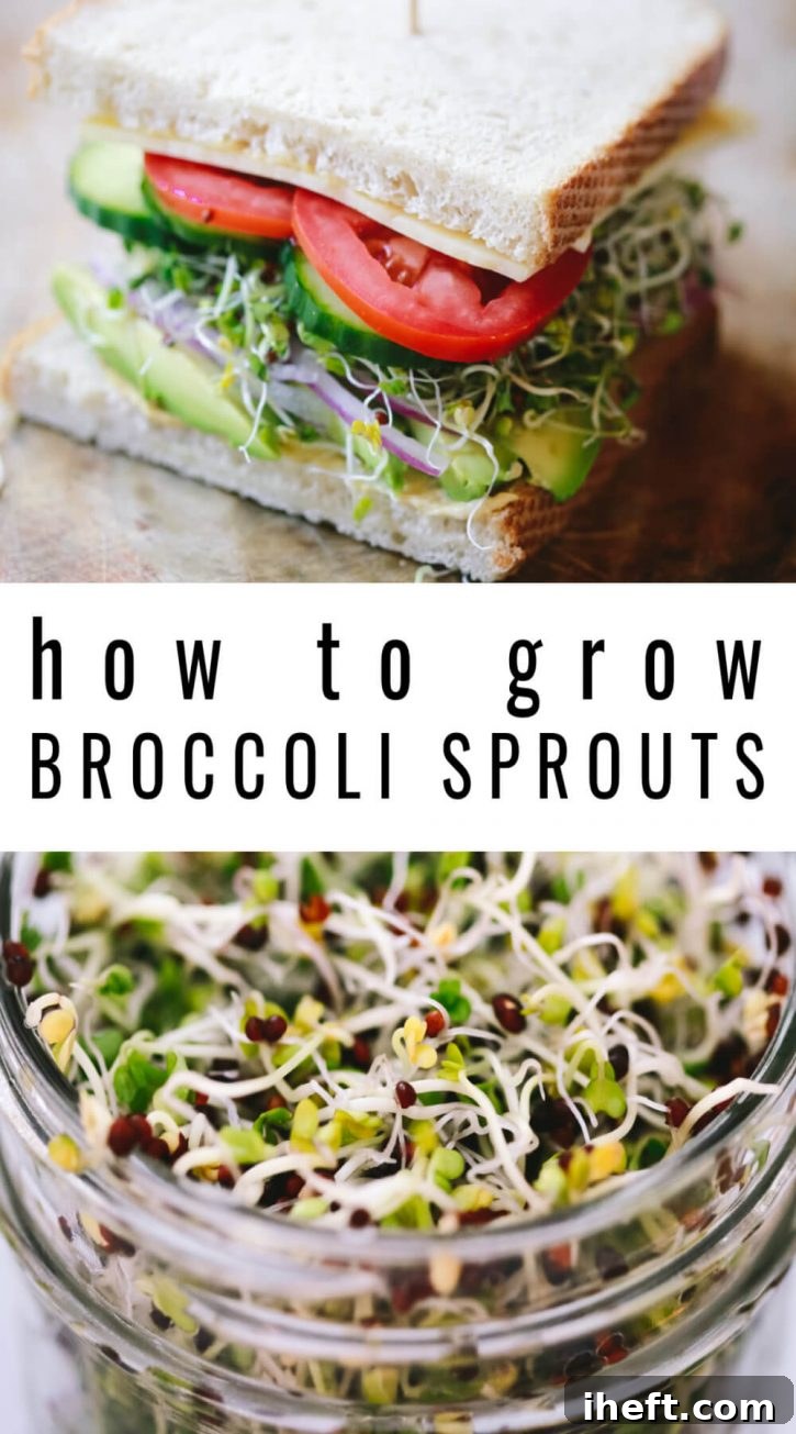 A photo of a savory sandwich with fresh broccoli sprouts and a close-up of vibrant green broccoli sprouts, illustrating "how to grow broccoli sprouts."
