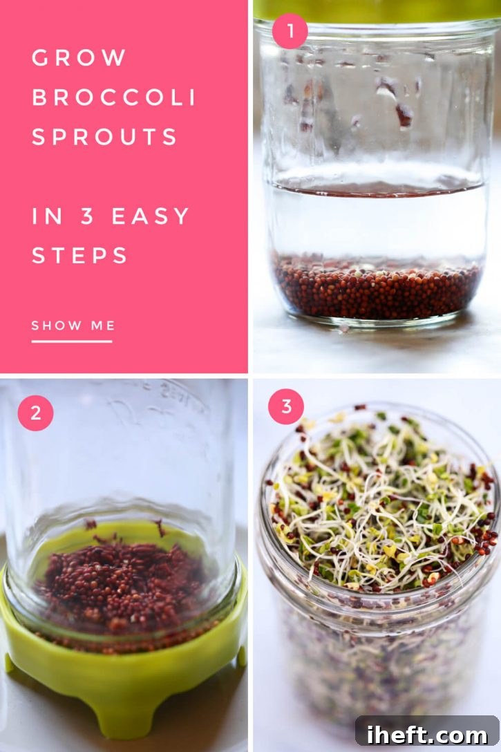 Step-by-step photographs illustrating the process of how to grow broccoli sprouts, from initial seed soaking in water to draining and then the emergence of tender, vibrant sprouts.
