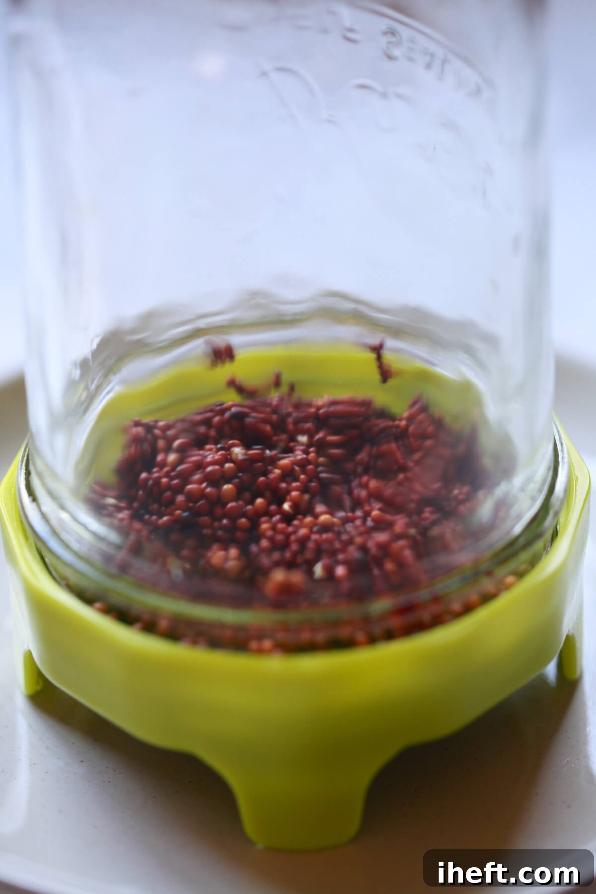 Broccoli sprouting seeds are drained of water in a jar, preparing them to grow into sprouts.