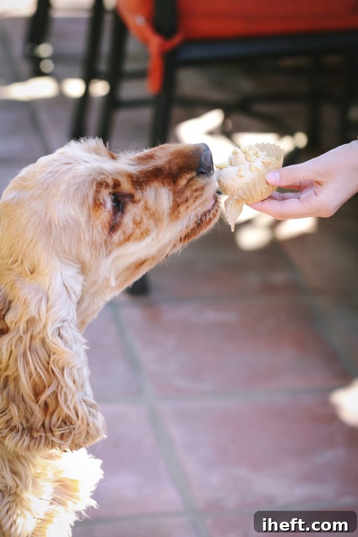 A contented Cocker Spaniel happily licking a homemade Frosty Paws peanut butter dog ice cream treat, enjoying every moment of its cool deliciousness.
